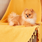 Waffle Cotton Blanket - Yellow